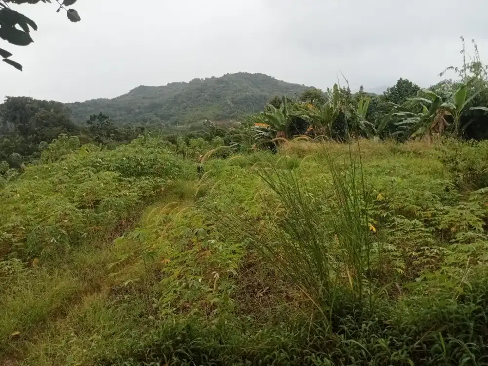 Di jual lahan tanah darat lt 12500 H lokasi bgus pinggir jln