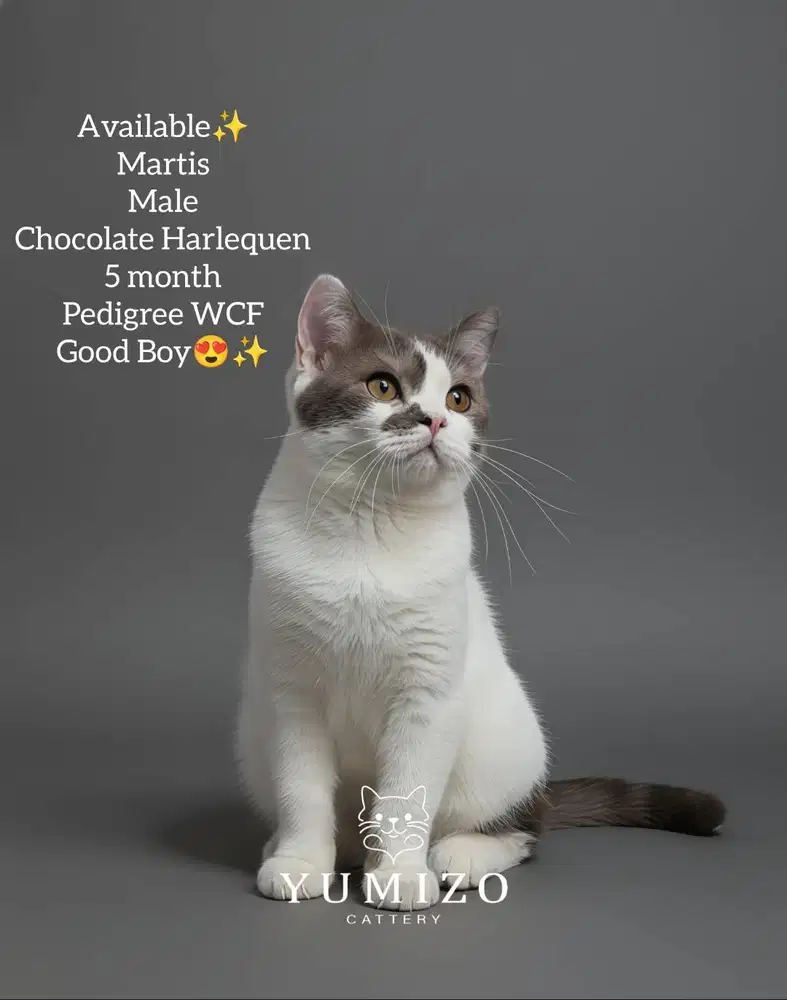 Kucing British Shorthair