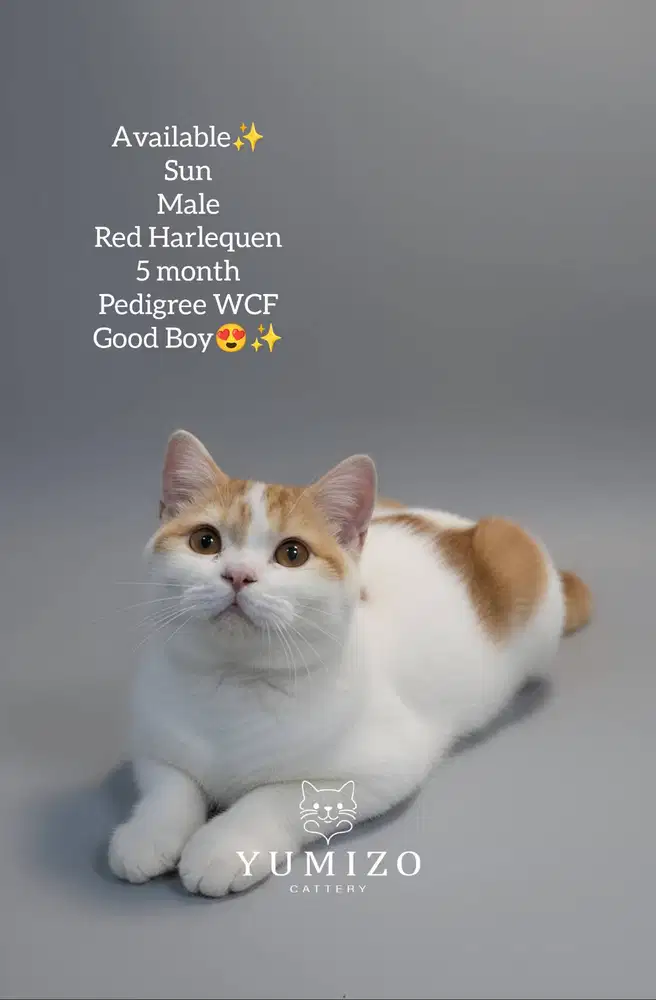 Kucing British Shorthair