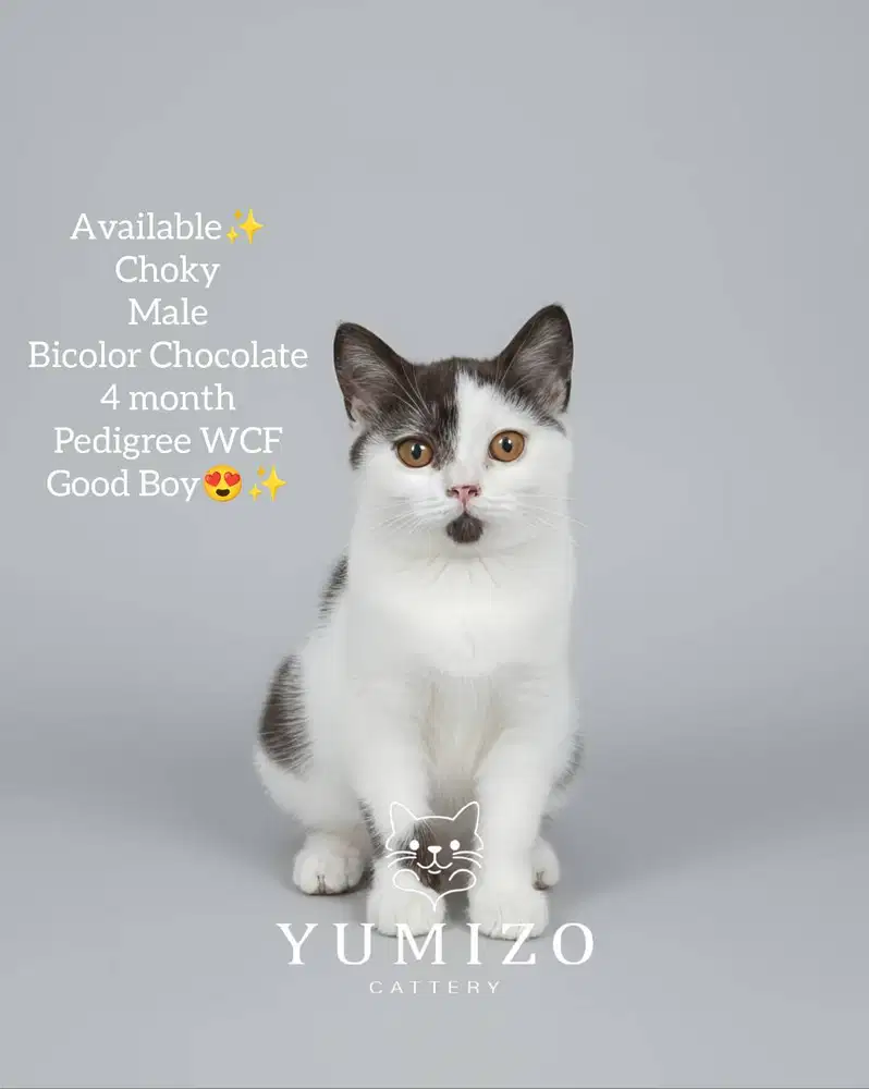 Kucing British Shorthair