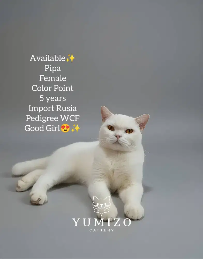 Kucing British Shorthair