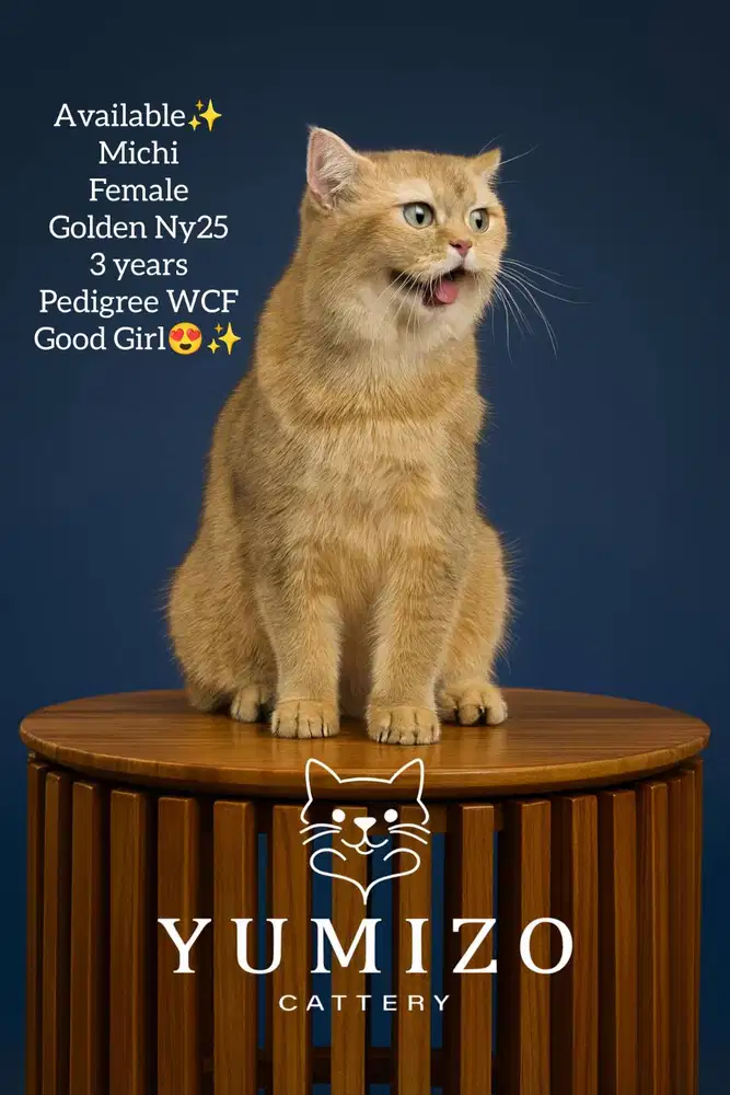 Kucing British Shorthair