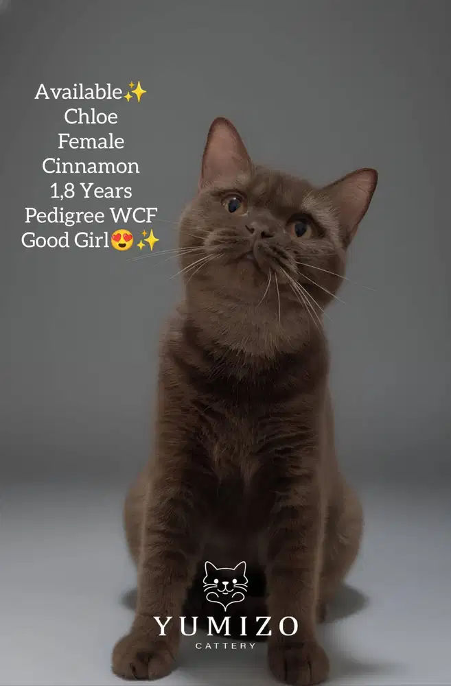 Kucing British Shorthair