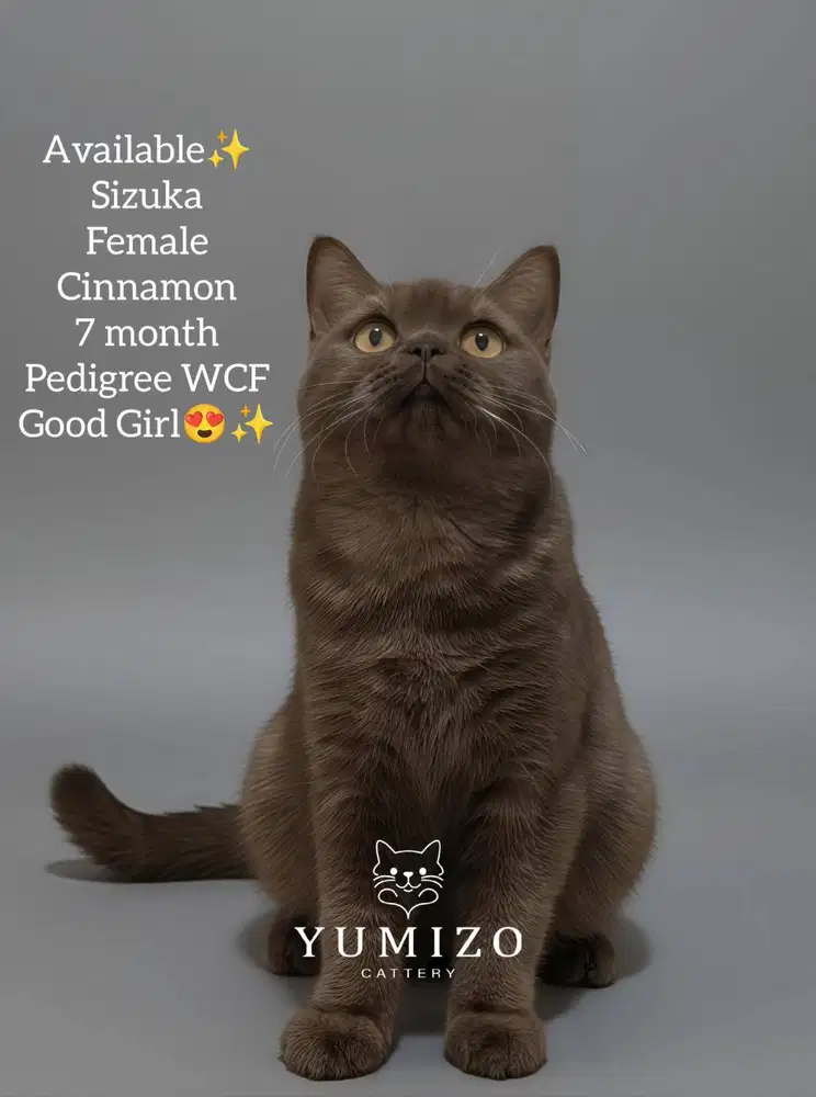 Kucing British Shorthair