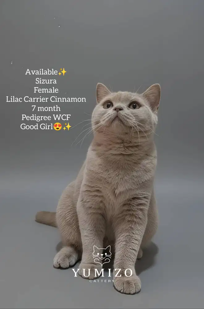 Kucing British Shorthair