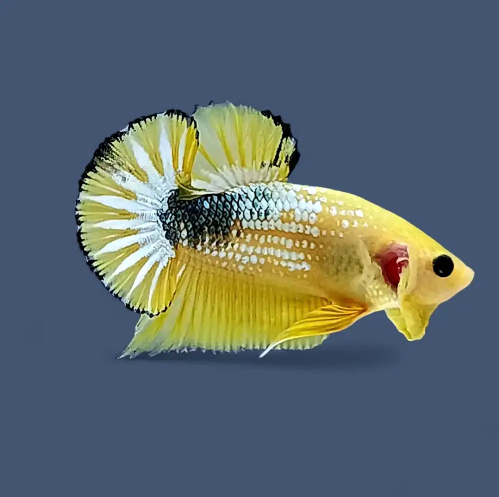 ikan cupang yellow fccp