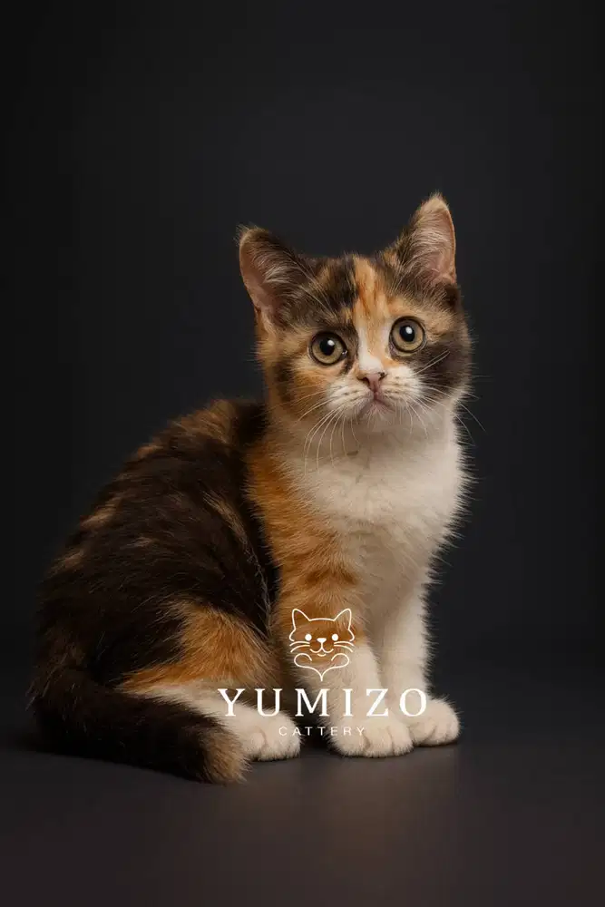 Kucing British Shorthair