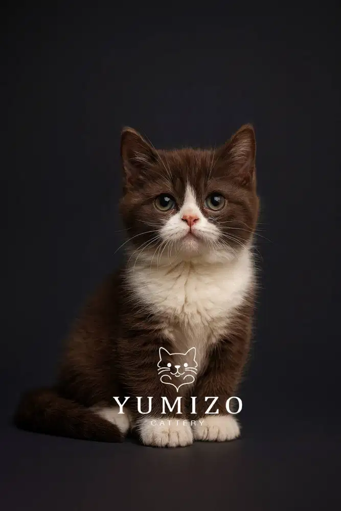 Kucing British Shorthair