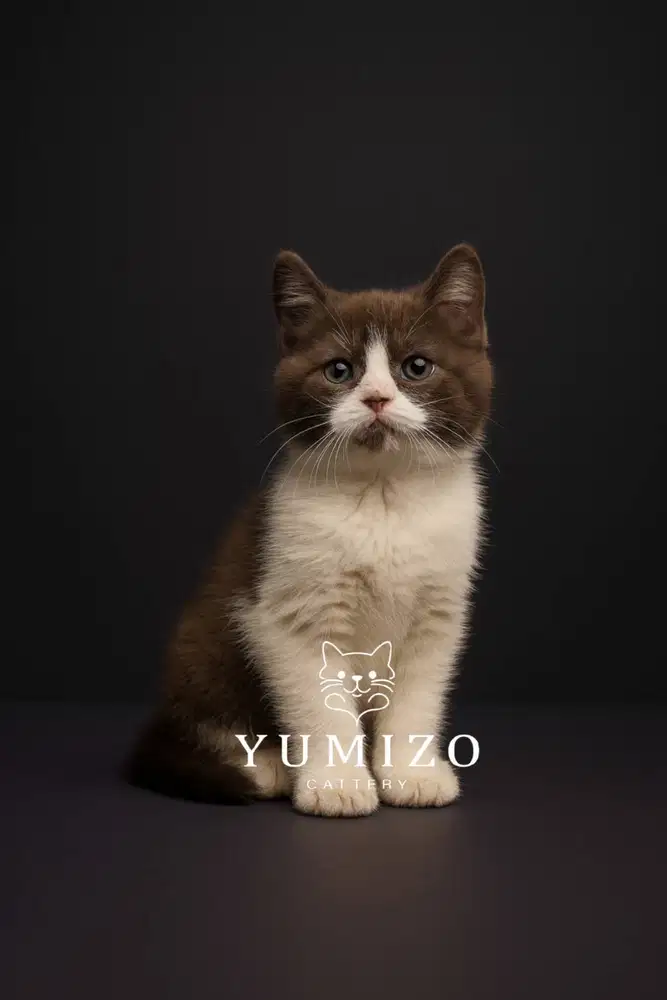 Kucing British Shorthair