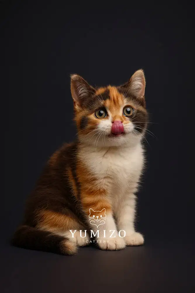 Kucing British Shorthair