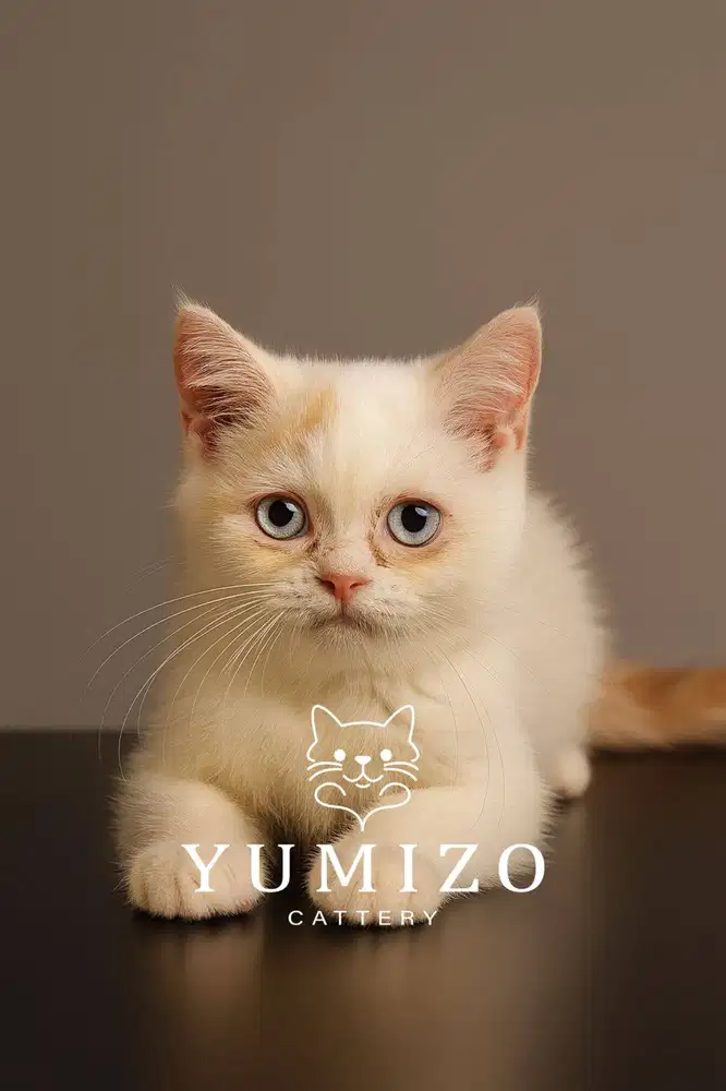 Kucing British Shorthair