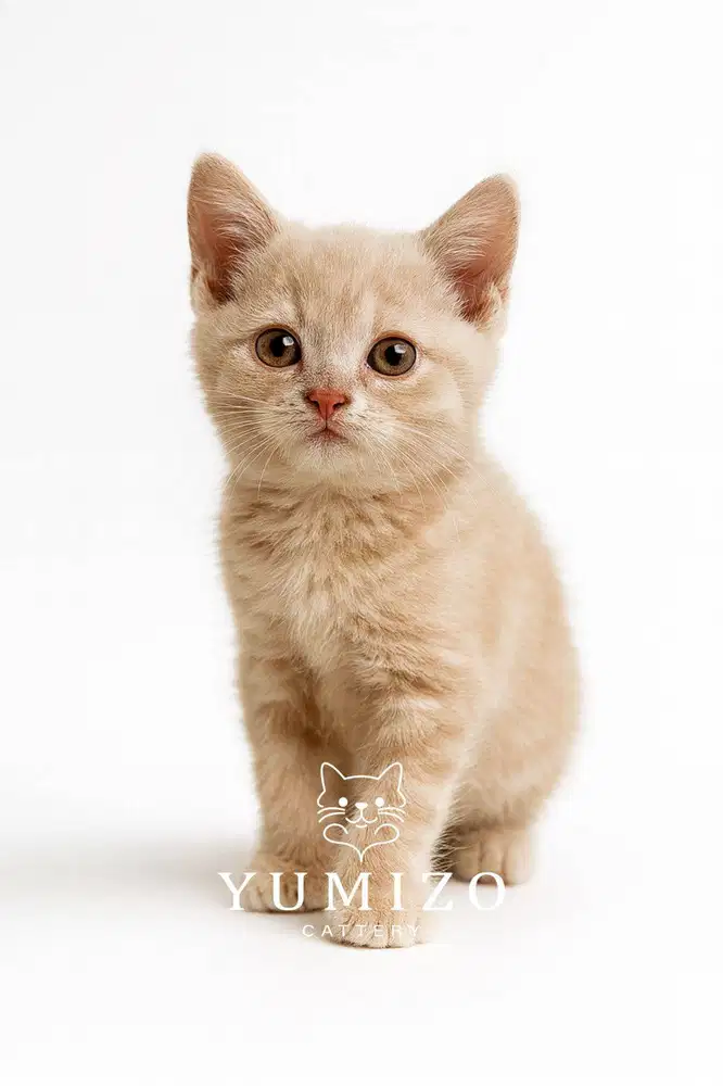 Kucing British Shorthair