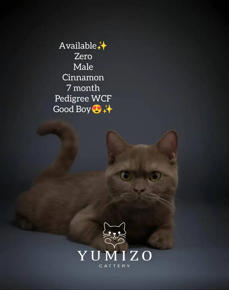 Kucing British Shorthair