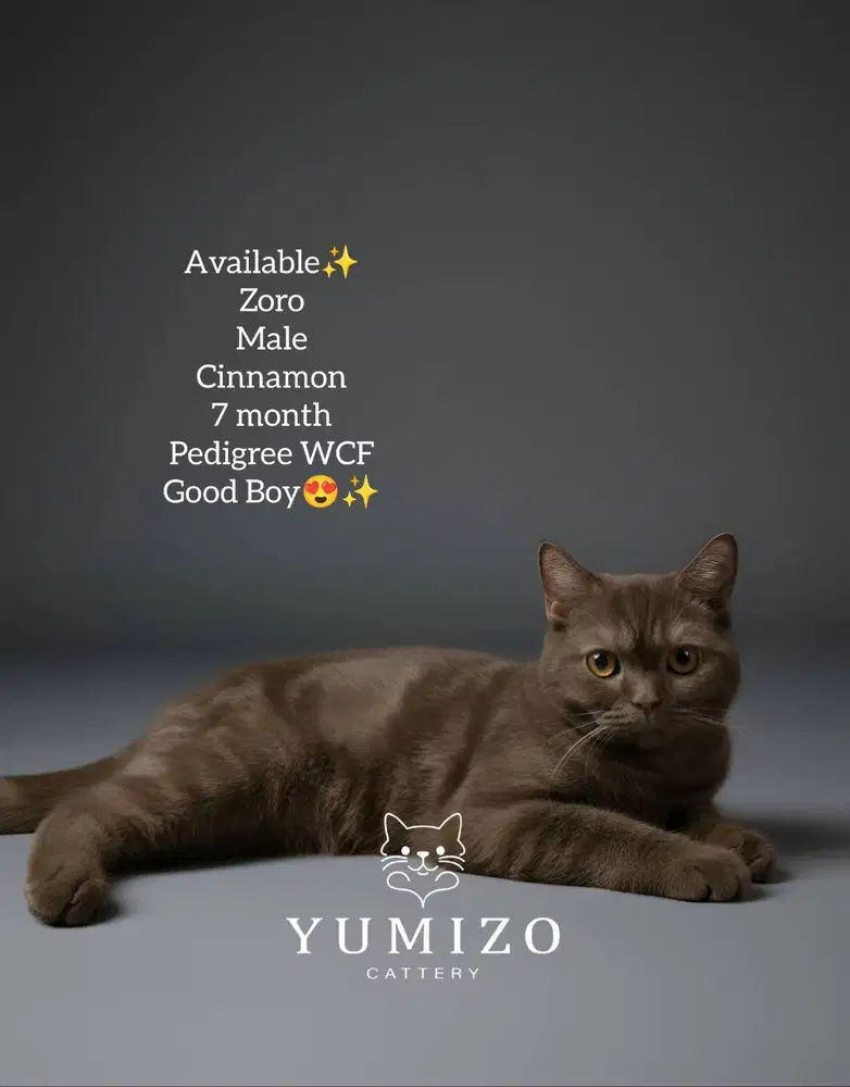 Kucing British Shorthair