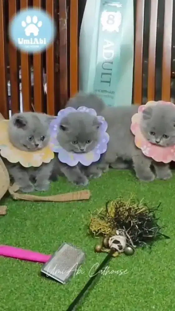 British Short Hair kitten