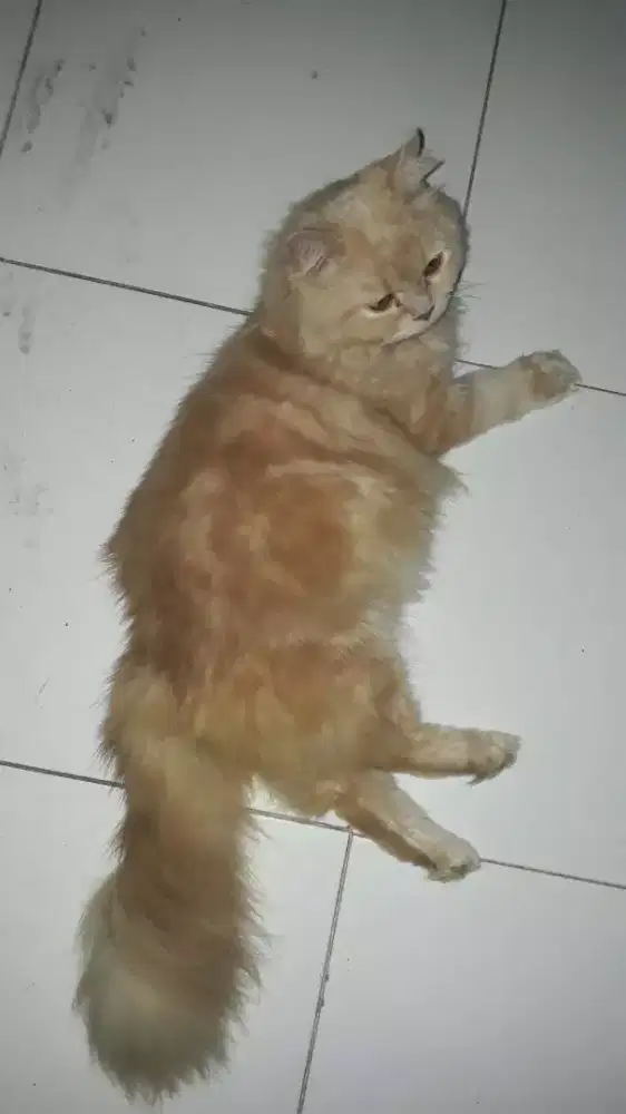 Anggora jantan adult