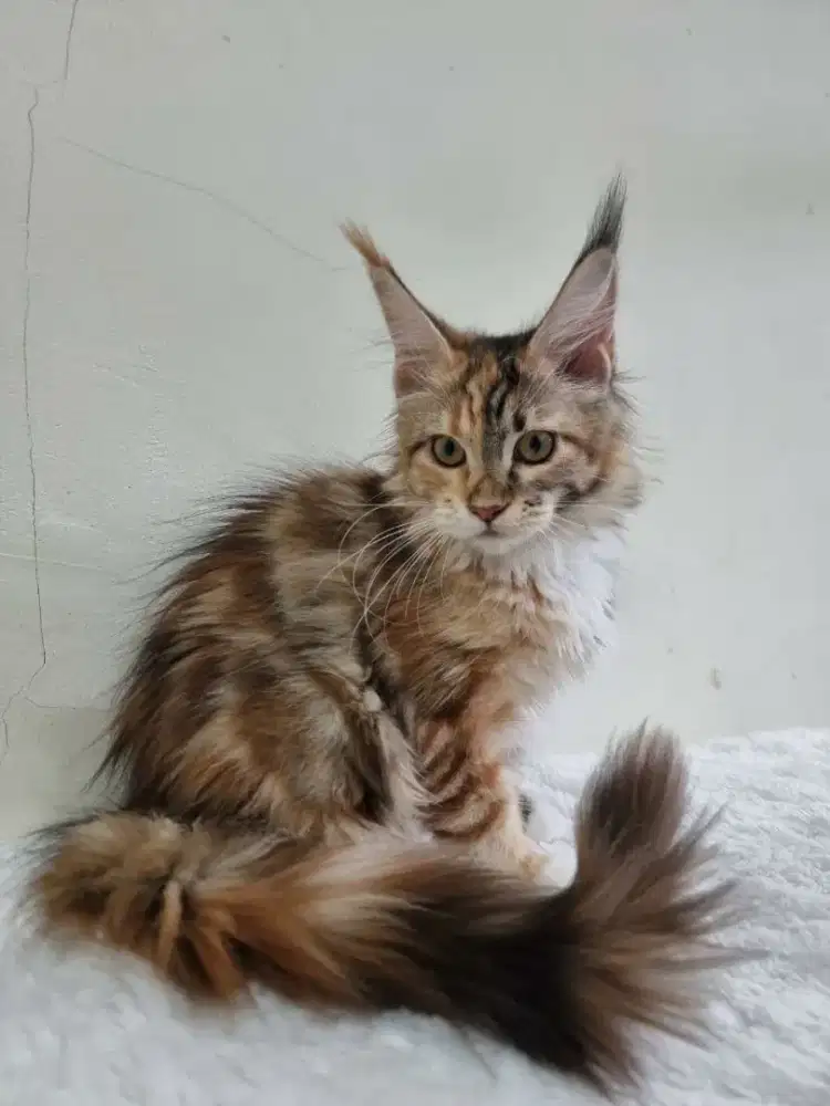 Mainecoon nonped