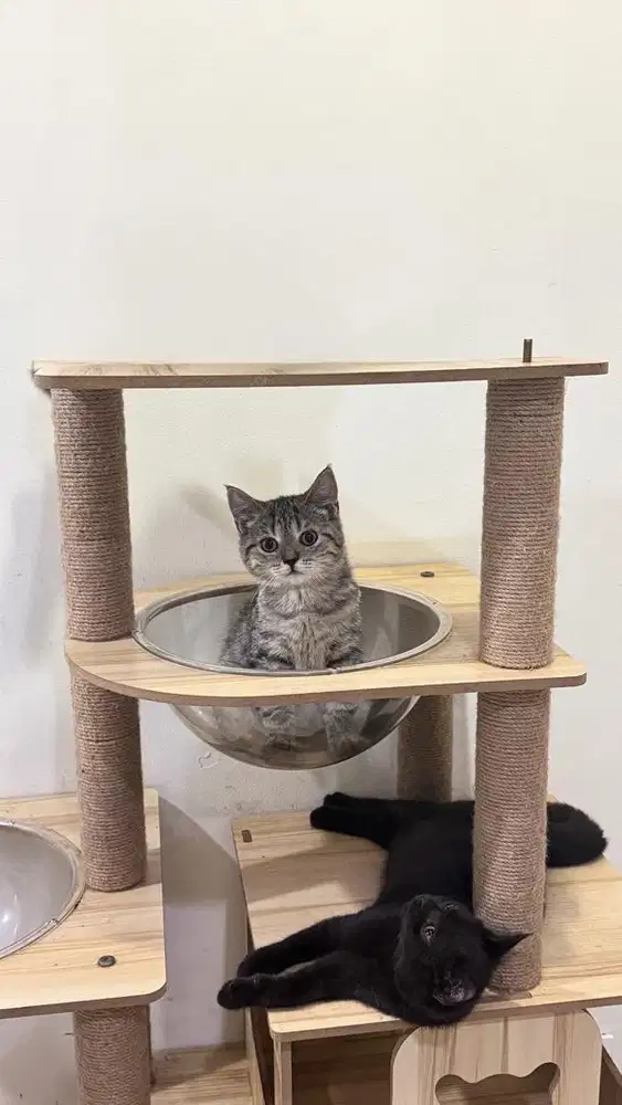 British Short Hair Kitten