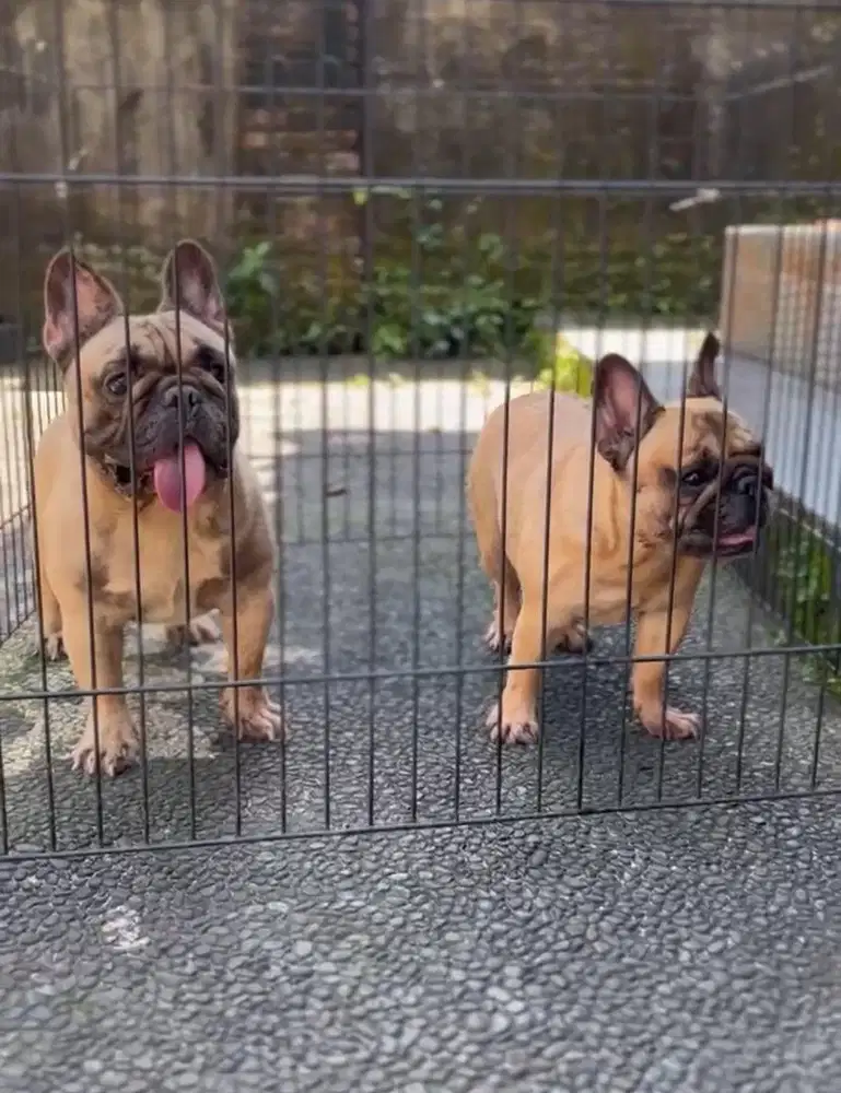 Sepasang French Bulldog