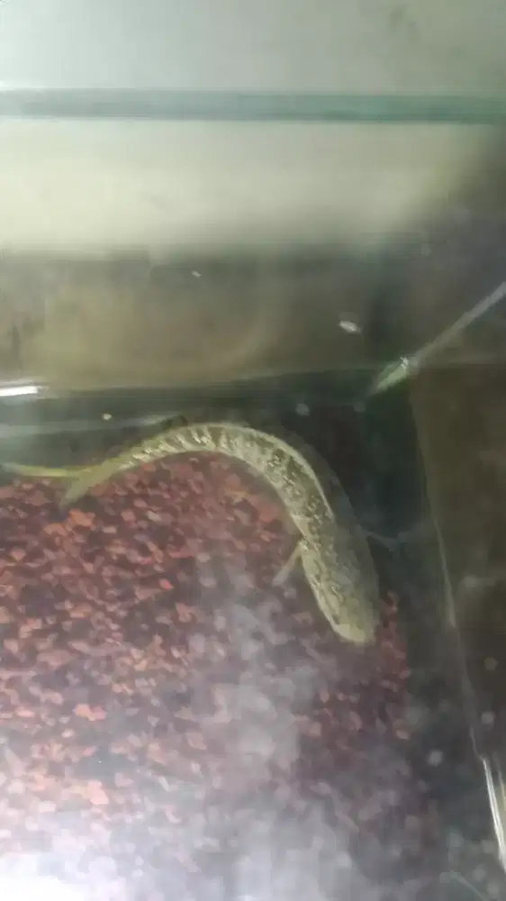 Ikan Channa kalimaya