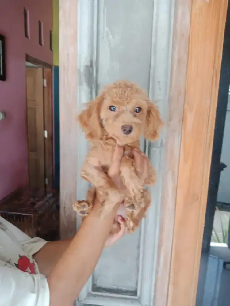 Puppy poodle ganteng