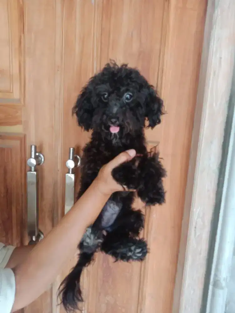 Puppy poodle cantik ada ekor