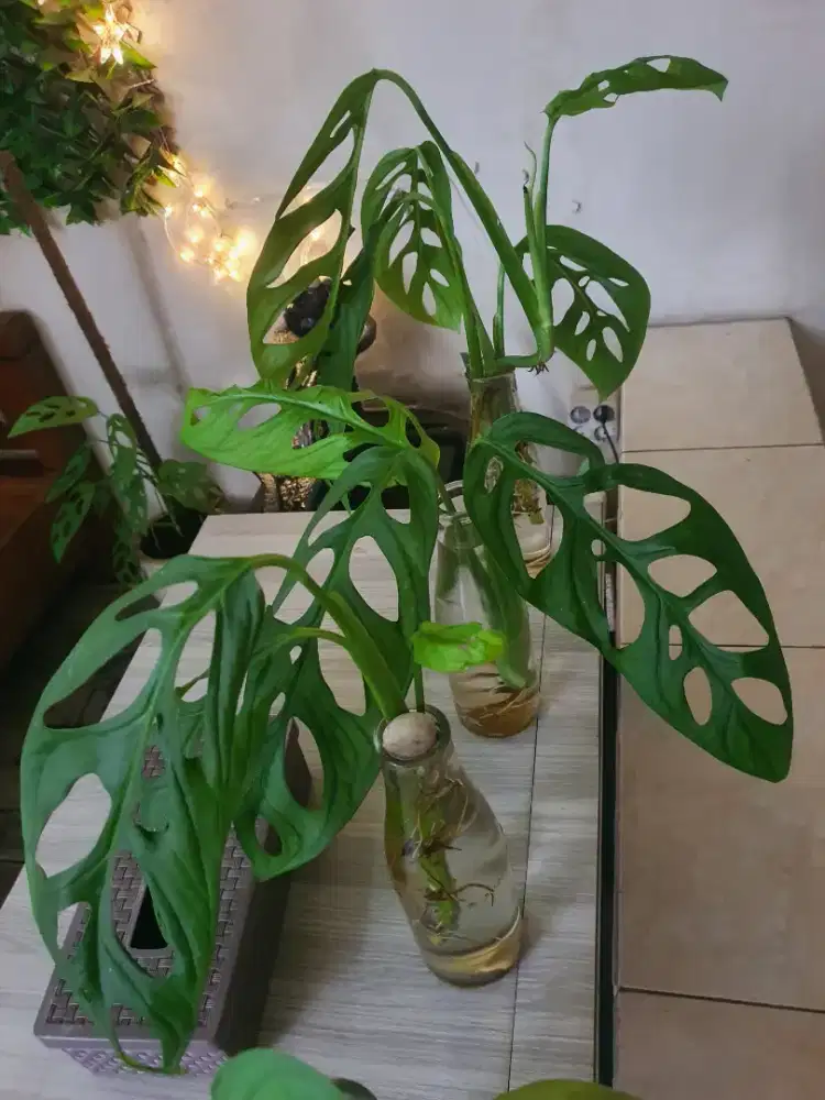 Tanaman Monstera / Janda Bolong