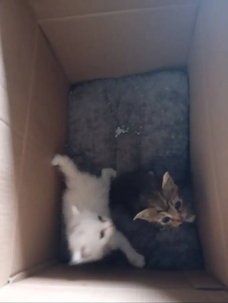 FREE oper addopt 2 baby kitten