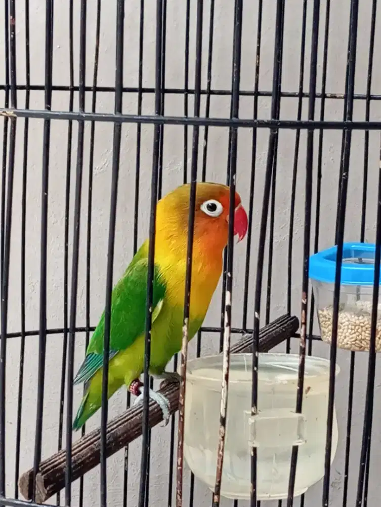 Love bird cantik