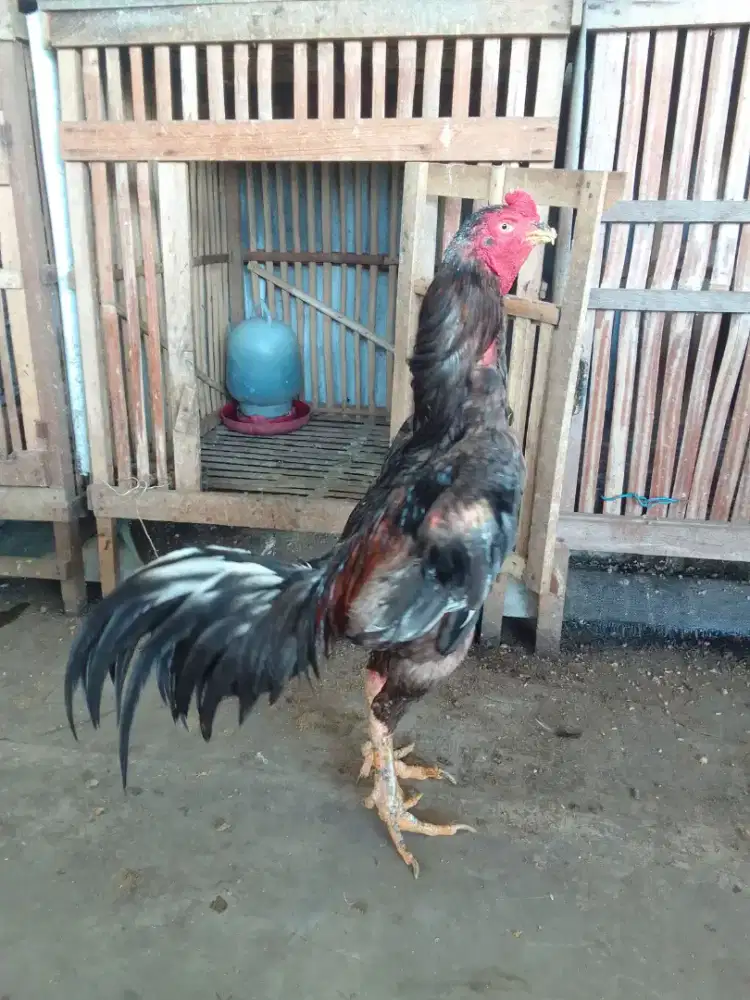 Pama Full Tehnik goyang maen nakal pukul keras. Posisi mabung.No Vidio