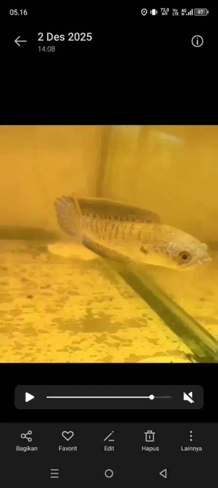 Channa Auranti CB 9-10cm & Sterwarti 13-14cm