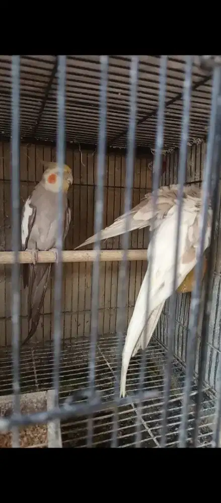 Indukan Falk produksi