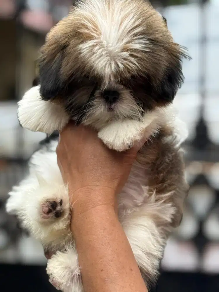 Shihtzu puppy Betina