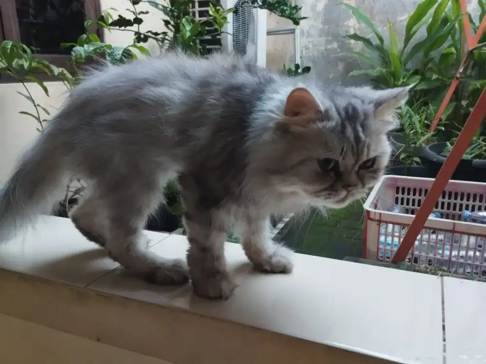 Kucing Persia khusus pecinta
