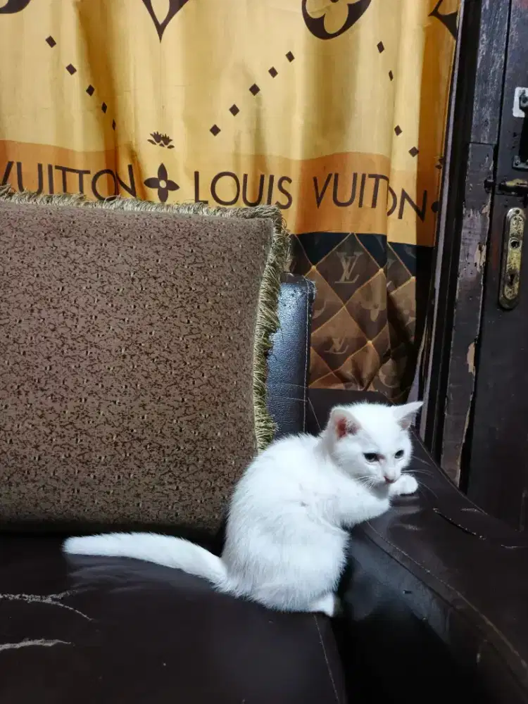 Persia mixdome white solid