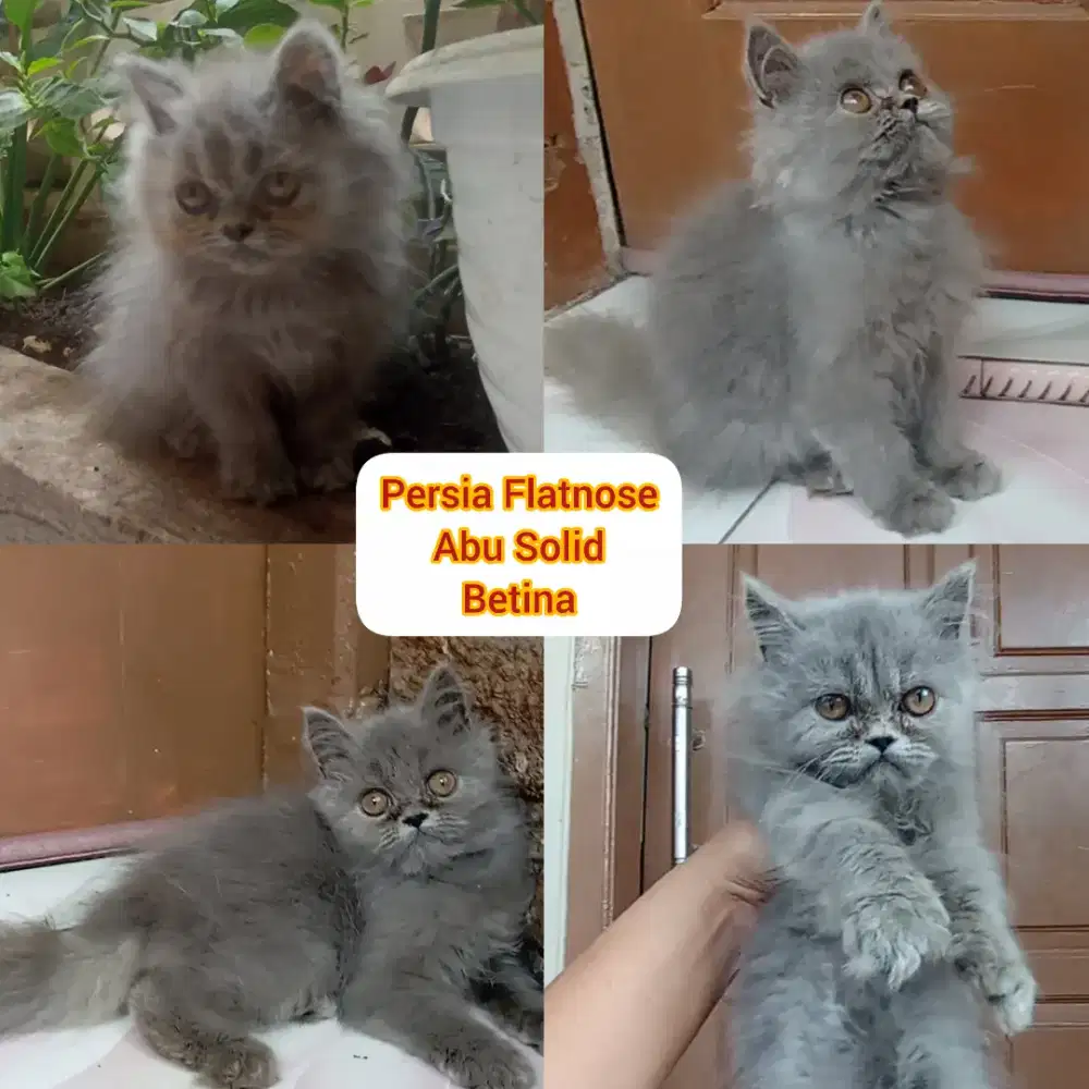 Kucing Kitten  Persia Abu Solid Flatnose Betina