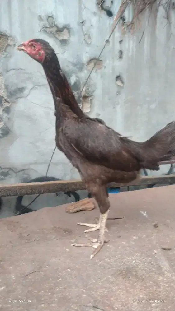 Ayam biang bangkok indukan