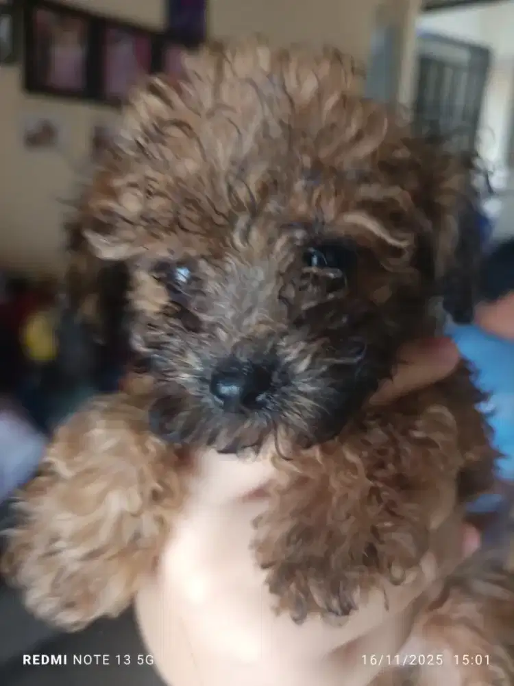 Di Jual Anak Poodle 2 Bulan