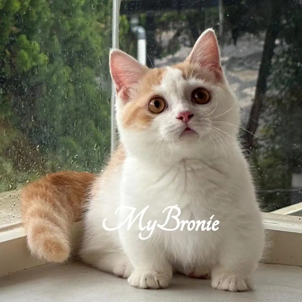 Kucing munchkin british shorthair ganteng