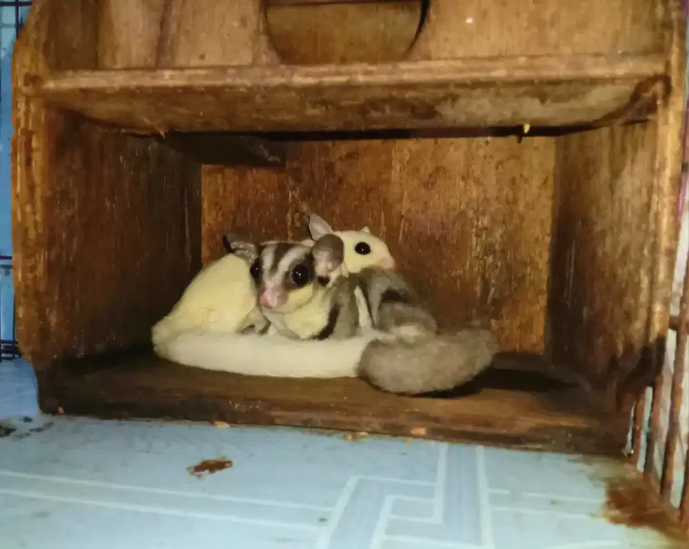 Sugar glider leucistik dan grey het leucistik betina