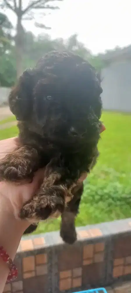 Di Jual Anak Poodle 2 Bulan