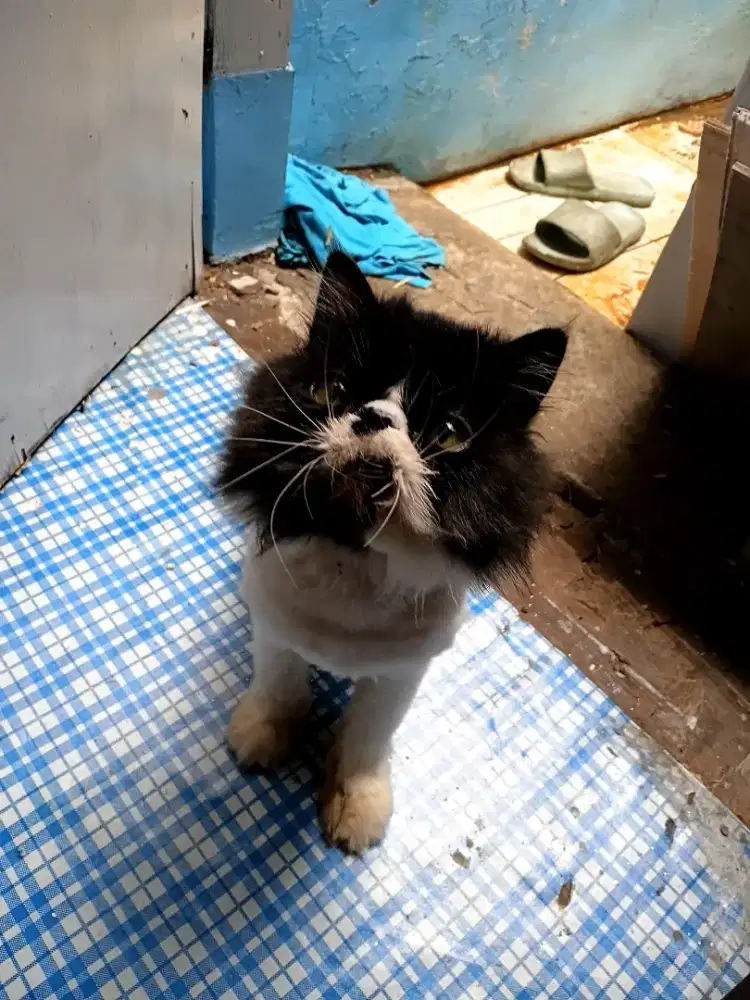 Betina peaknose proven 2x