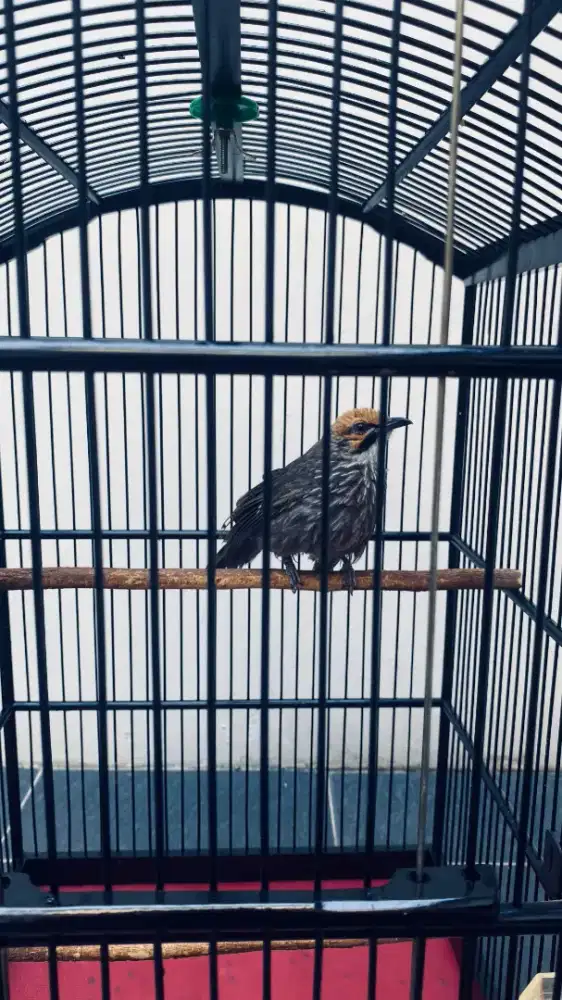 Burung Cucak Rowo cucak rawa