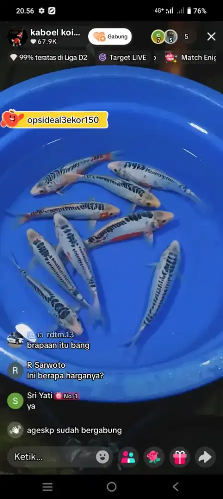 Ikan koi jenis Shusui 28cm ring rapih HQ