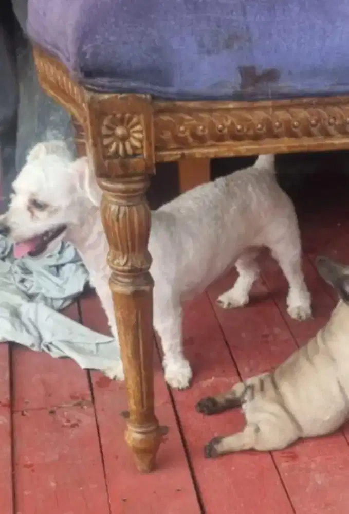 Poodle jantan murah banget