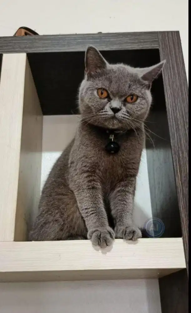 KUCING BRITISH SHORTHAIR  KITTEN BETINA BLUE SOLID BSH