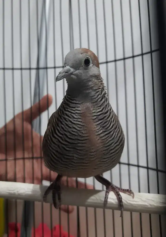 Perkutut Katuranggan Pendaringan Kebak/Kalung Tempuk