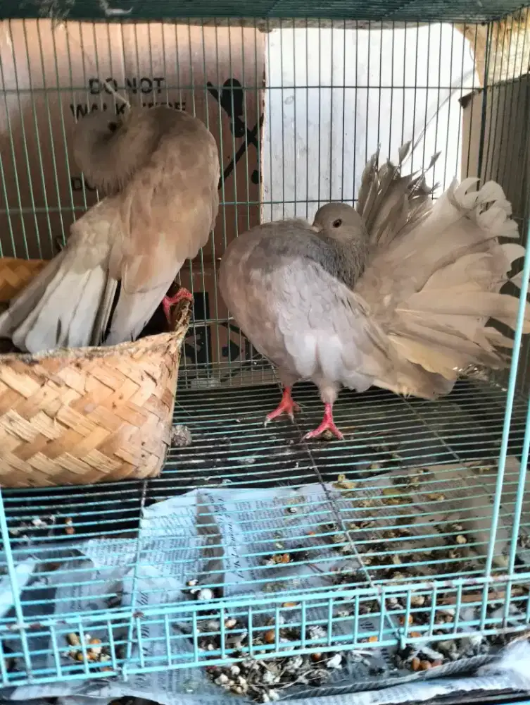 Merpati EF Silver Sepasang - Jarang Ada