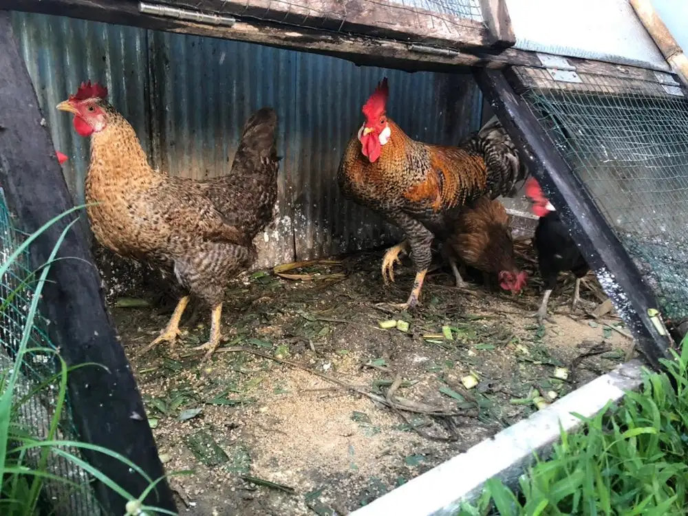 Ayam Kampung Petelur Unggul