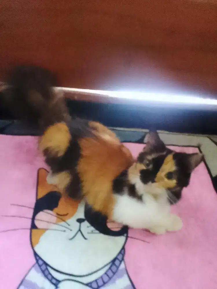 Kitten persia mixdom betina 5bulan lucu & manja